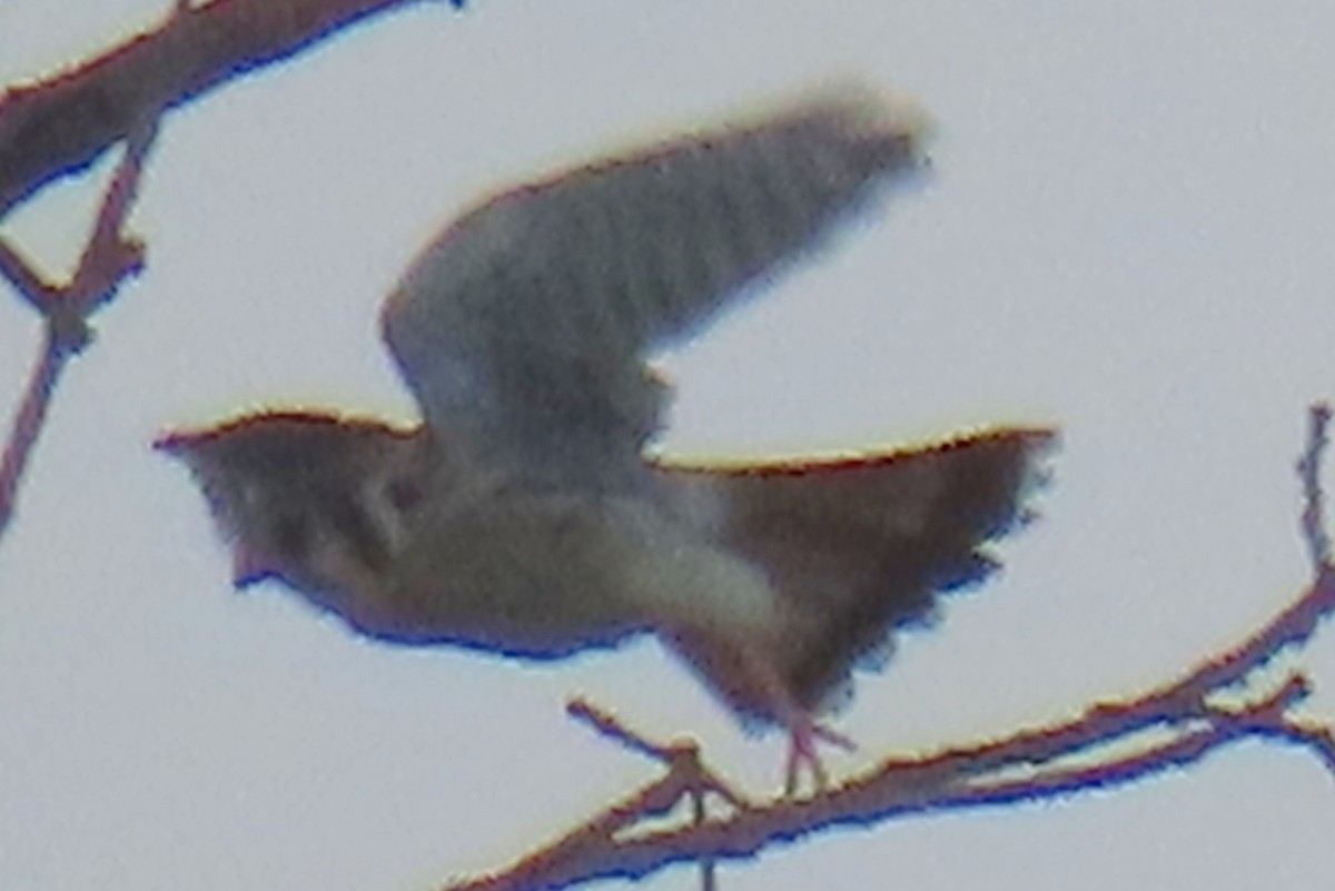 American Kestrel - ML641363550