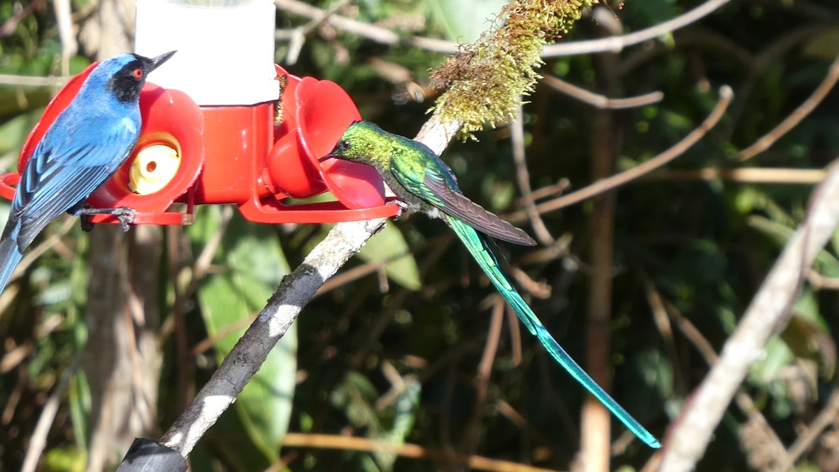 Long-tailed Sylph - ML641363551