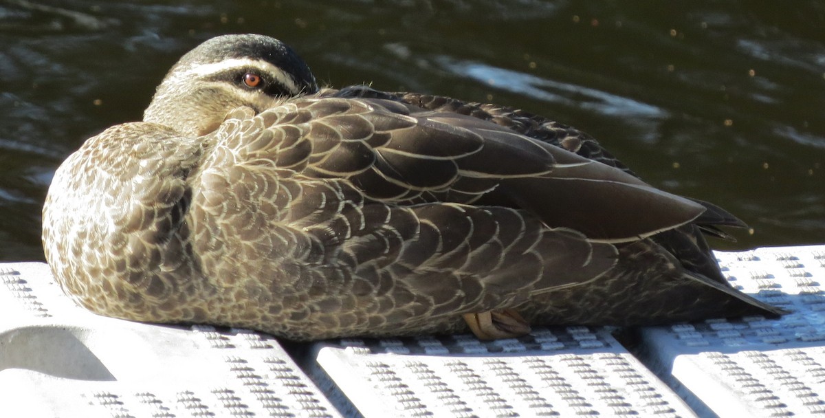 Pacific Black Duck - ML641363557