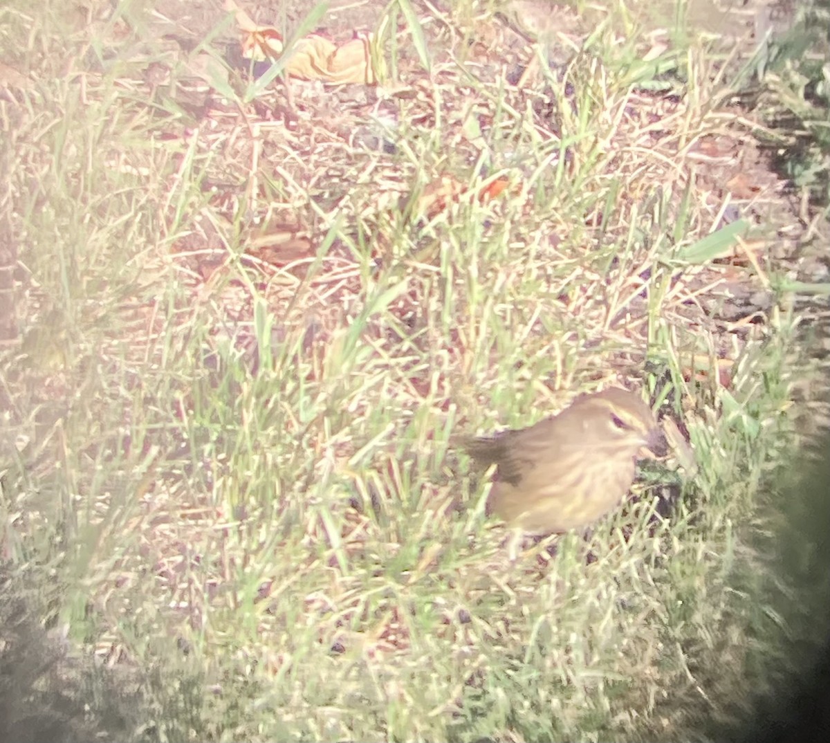 סבכון חום-כיפה - ML641363569