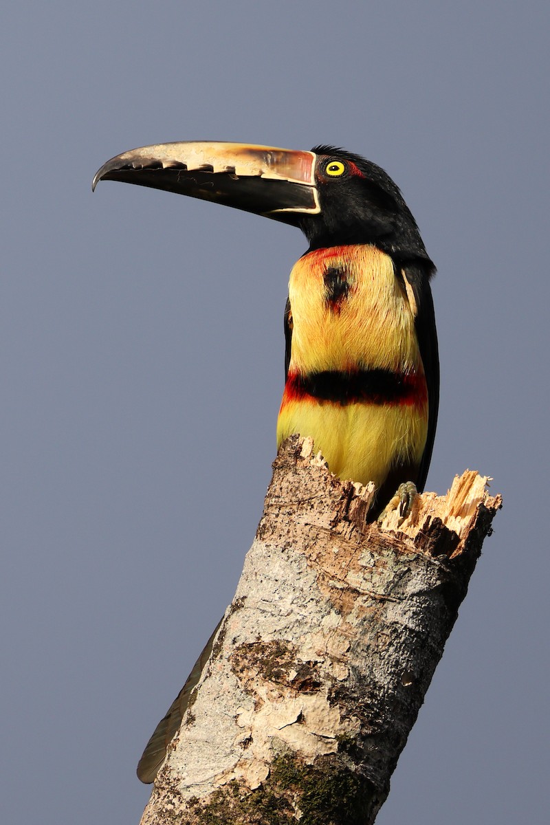 Collared Aracari - ML641363572