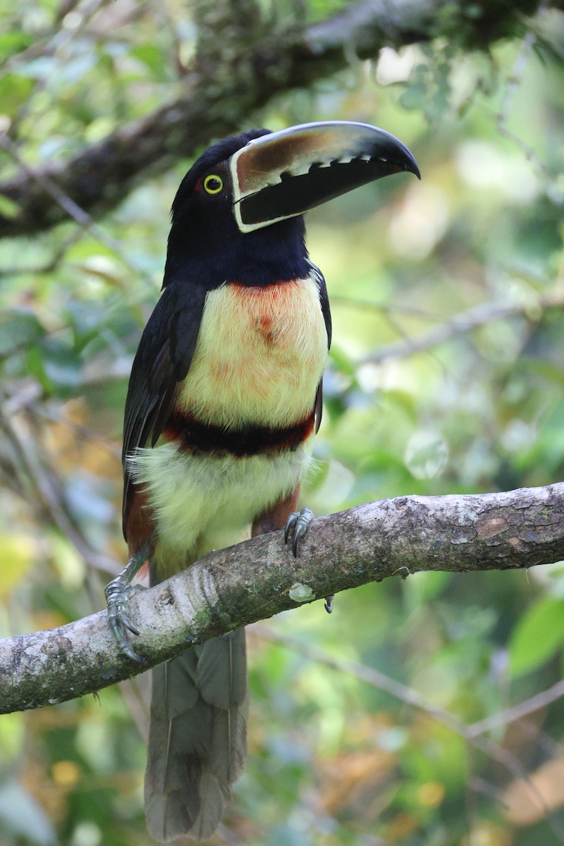 Collared Aracari - ML641363573