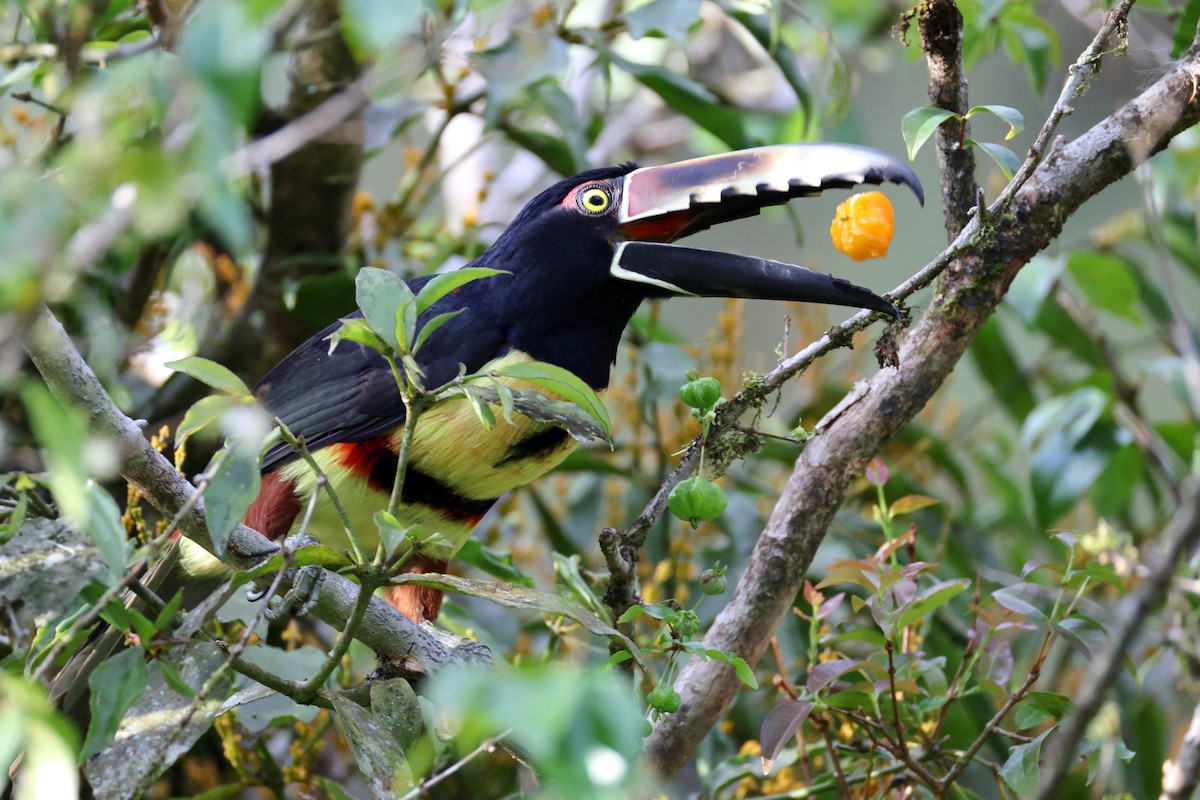 Collared Aracari - ML641363574