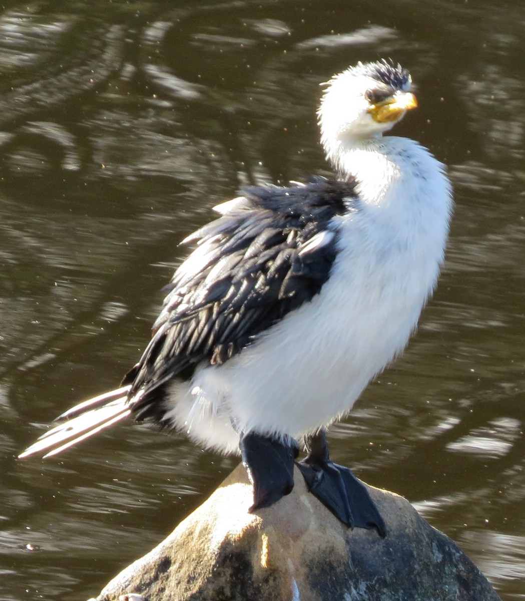 Little Pied Cormorant - ML641363604