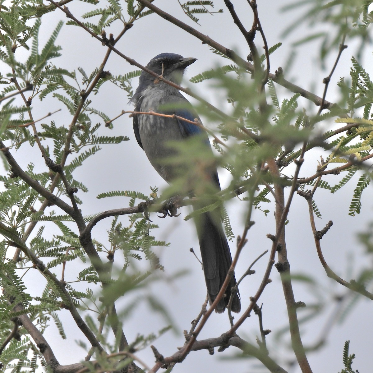 Woodhouse's Scrub-Jay - ML641363646