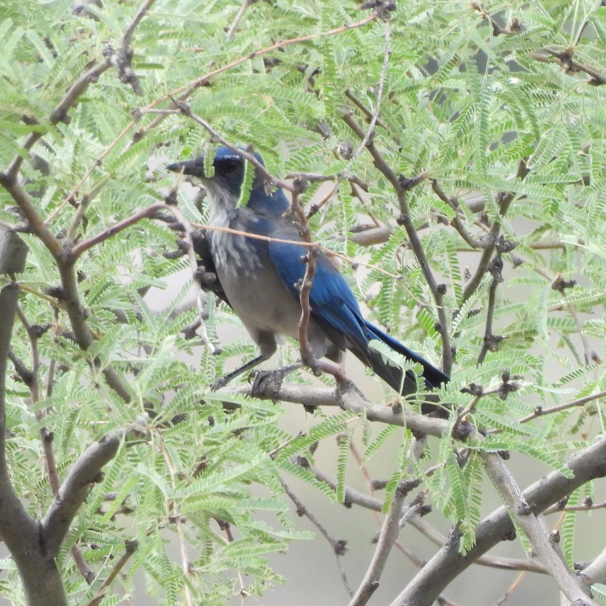 Woodhouse's Scrub-Jay - ML641363651