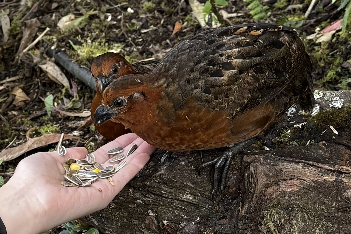 Chestnut Wood-Quail - ML641363747
