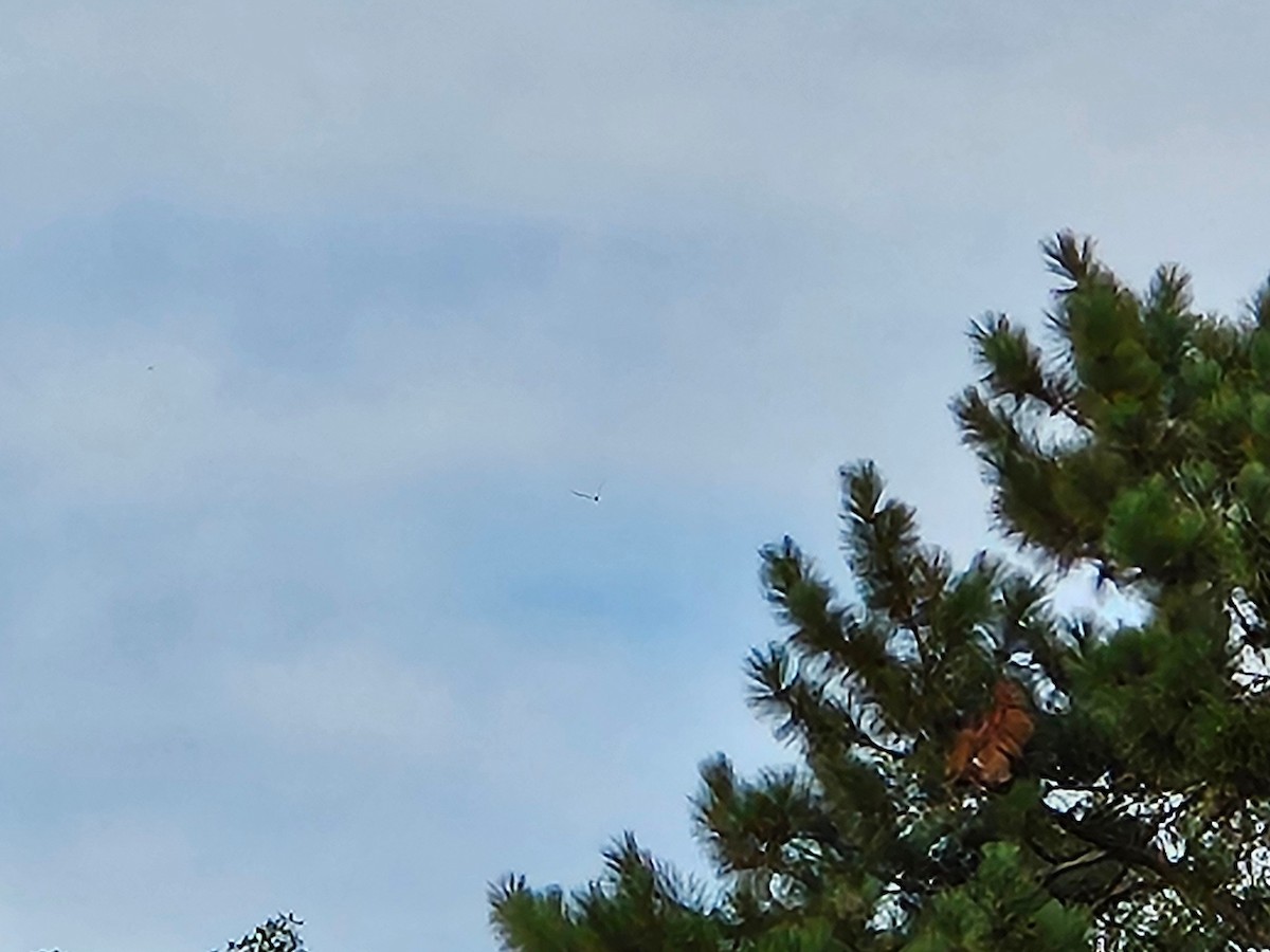 Common Nighthawk - ML641363748