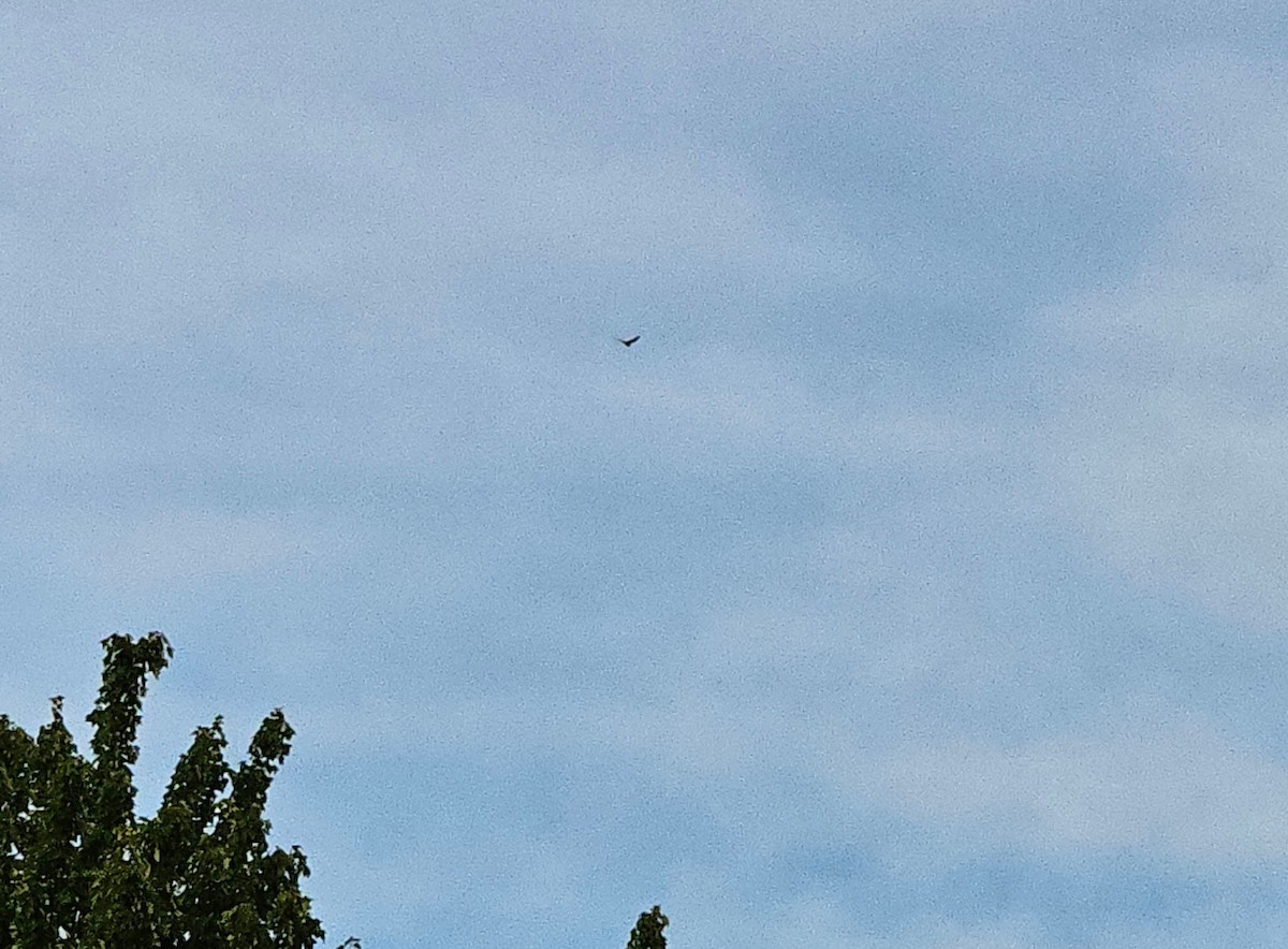 Common Nighthawk - ML641363749