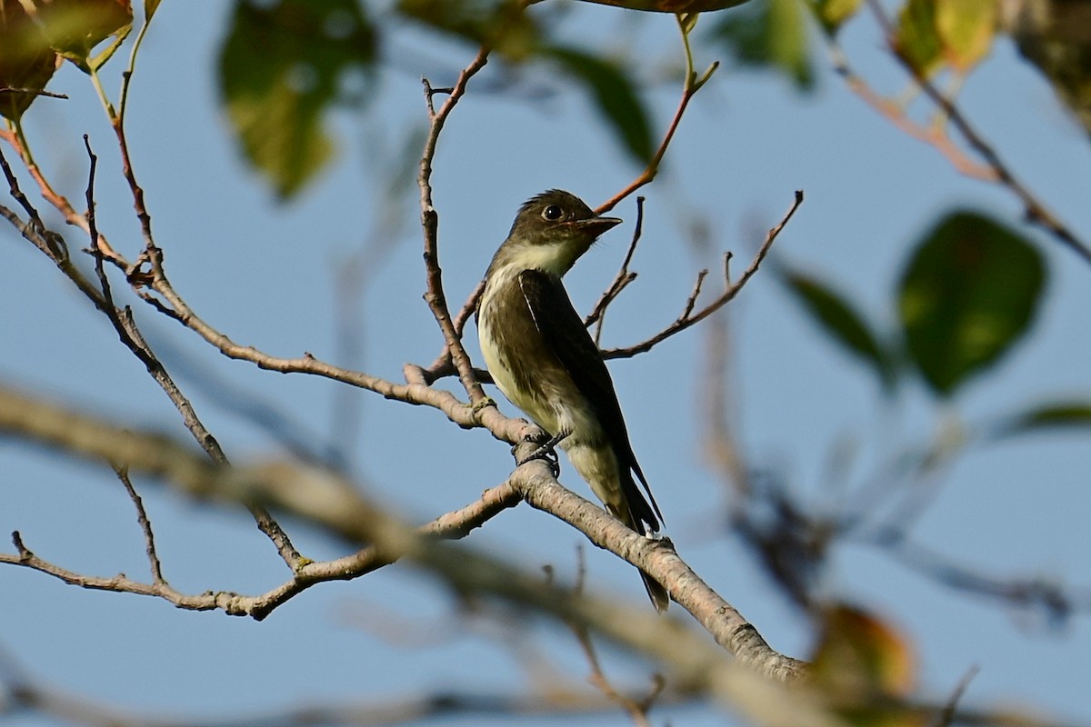 Olive-sided Flycatcher - ML641363778