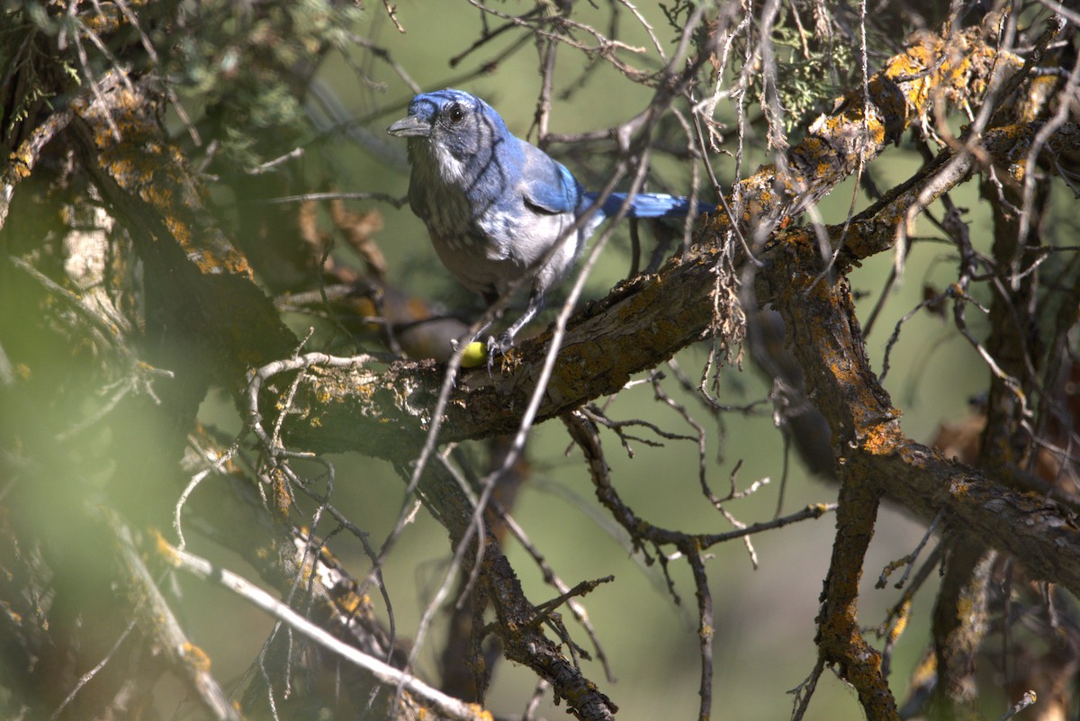 Woodhouse's Scrub-Jay - ML641363848