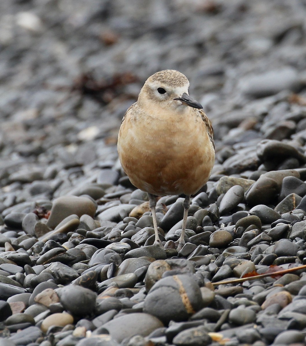 Red-breasted Dotterel - ML641363924