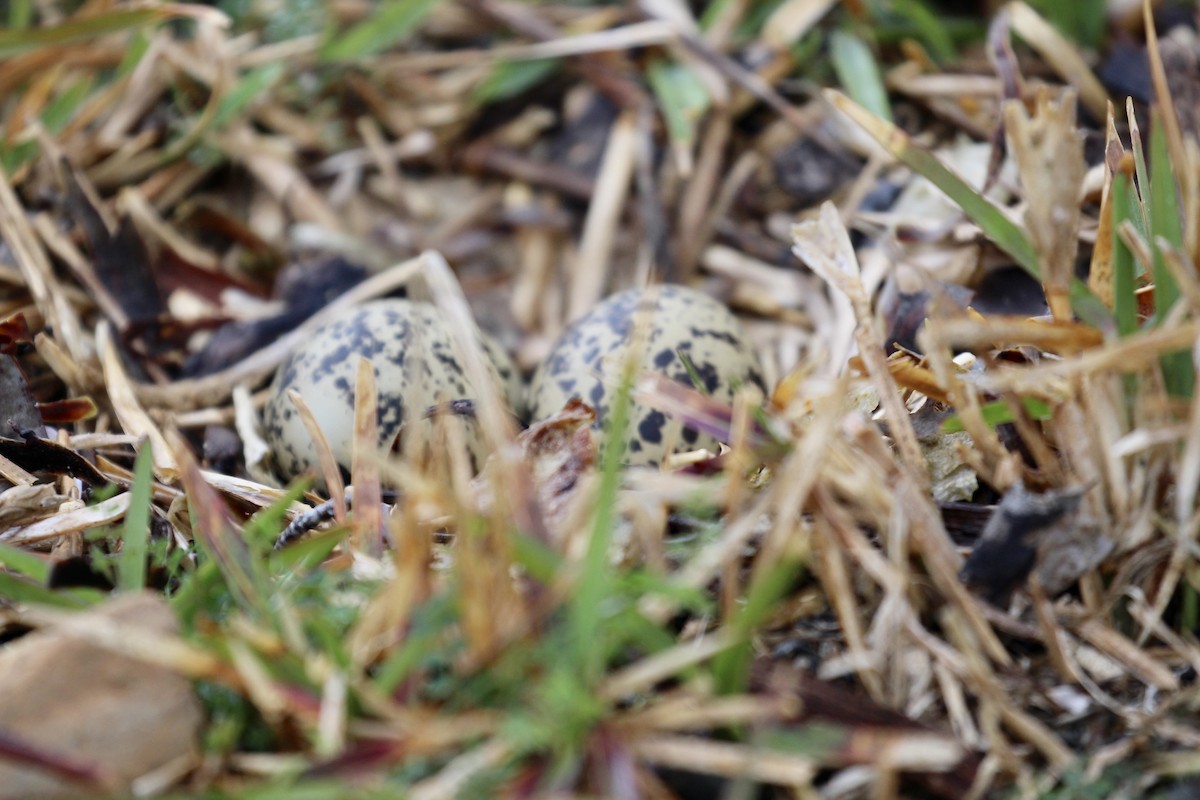 Red-breasted Dotterel - ML641363926