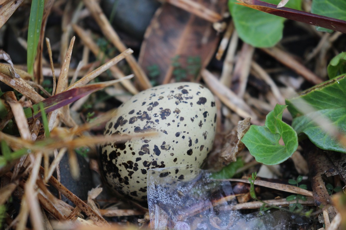 Red-breasted Dotterel - ML641363927