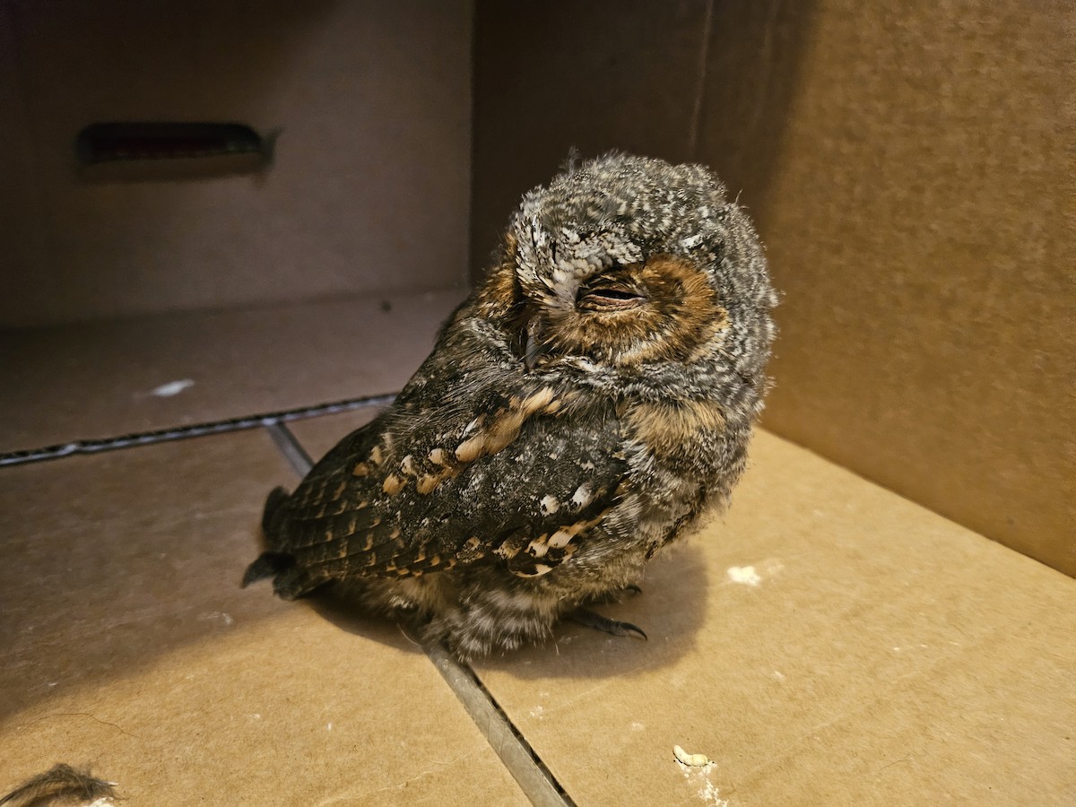 Flammulated Owl - ML641363972