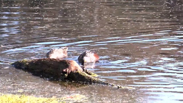 Canard bridé - ML641363977