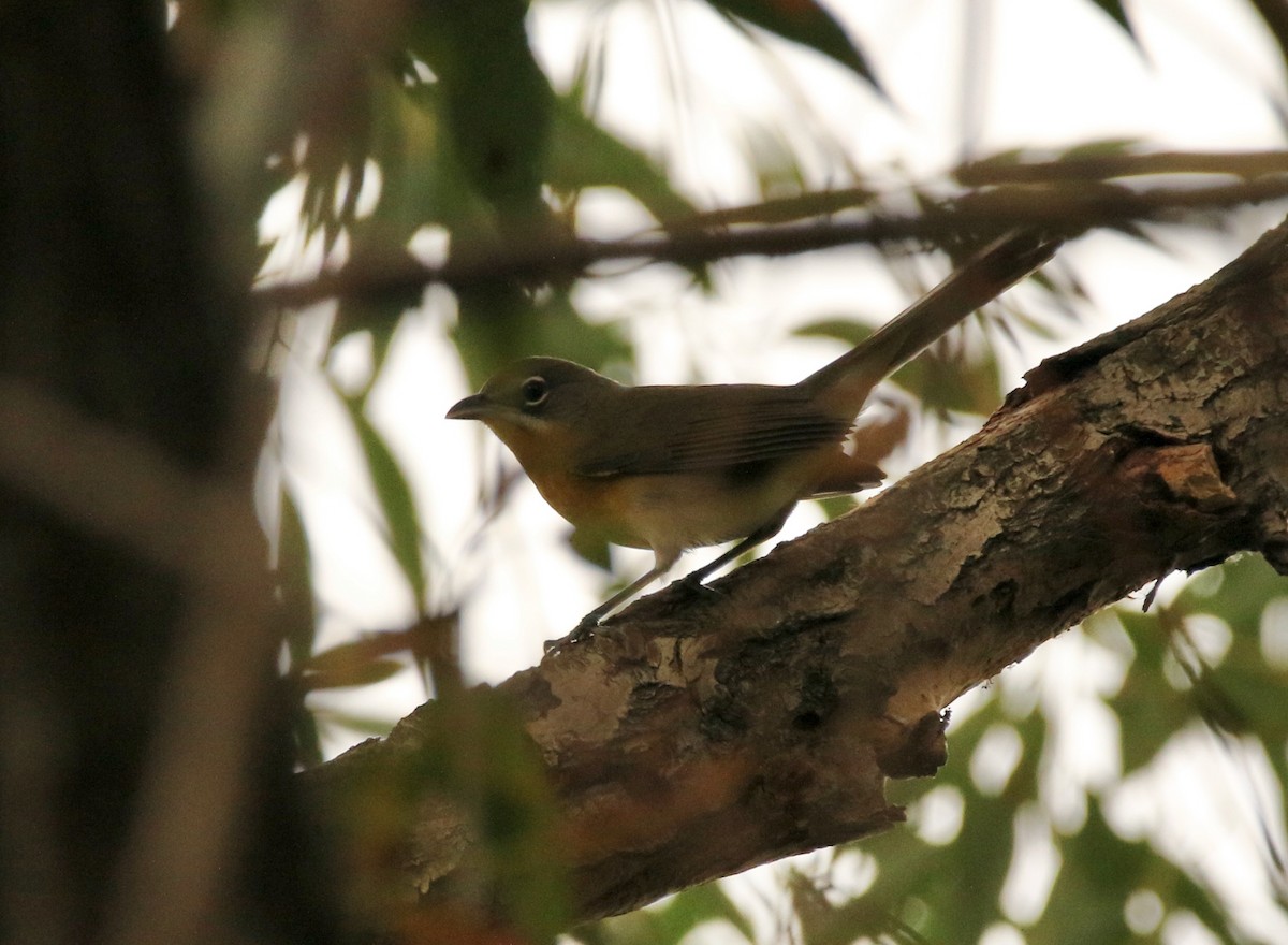 Yellow-breasted Chat - ML641364011