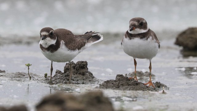 Common Ringed Plover - ML641364017