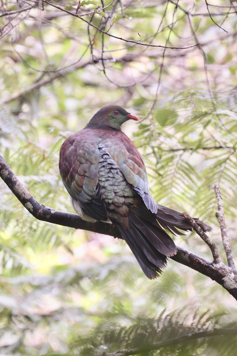 New Zealand Pigeon - ML641364078