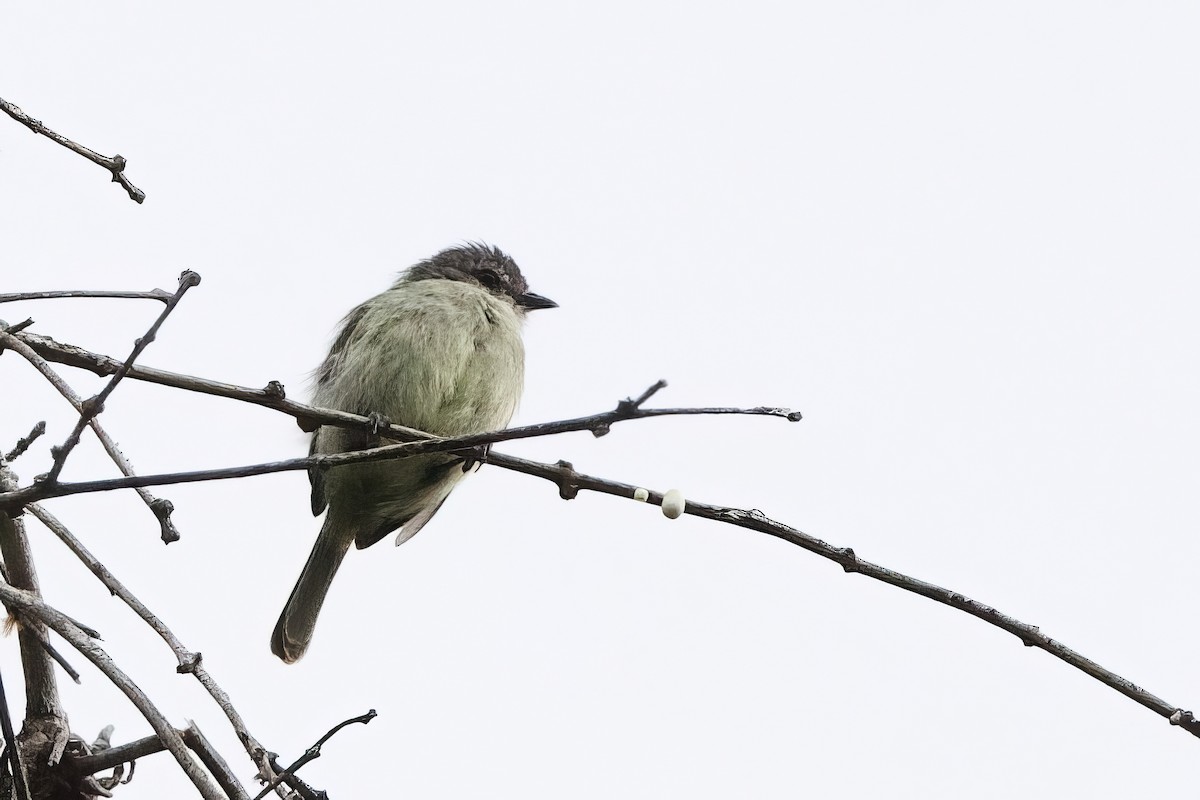 Guianan Tyrannulet - ML641364086