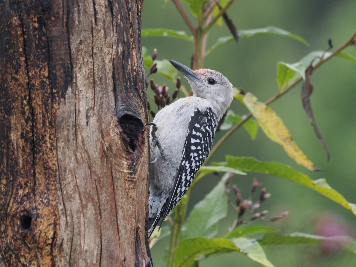 Red-bellied Woodpecker - ML641364093
