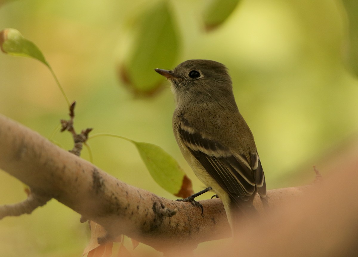 Hammond's Flycatcher - ML641364119