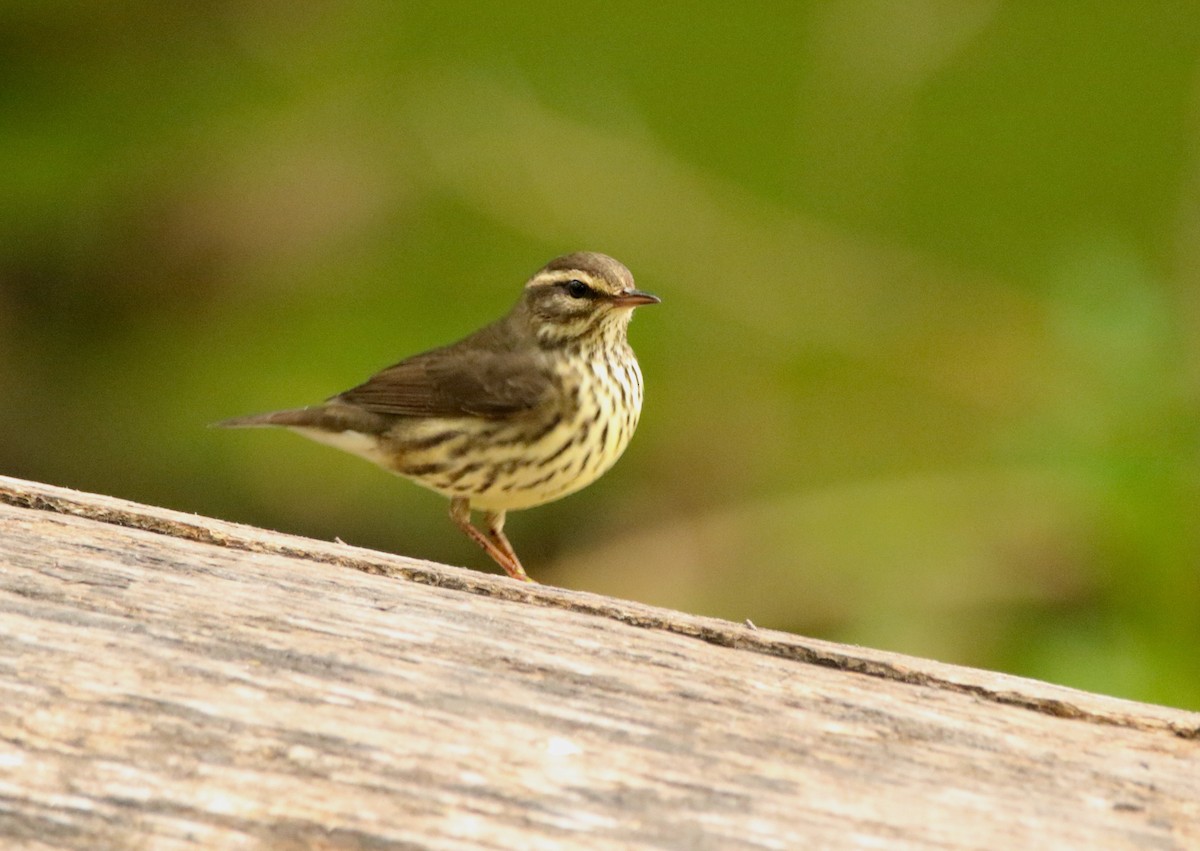 Northern Waterthrush - ML641364148