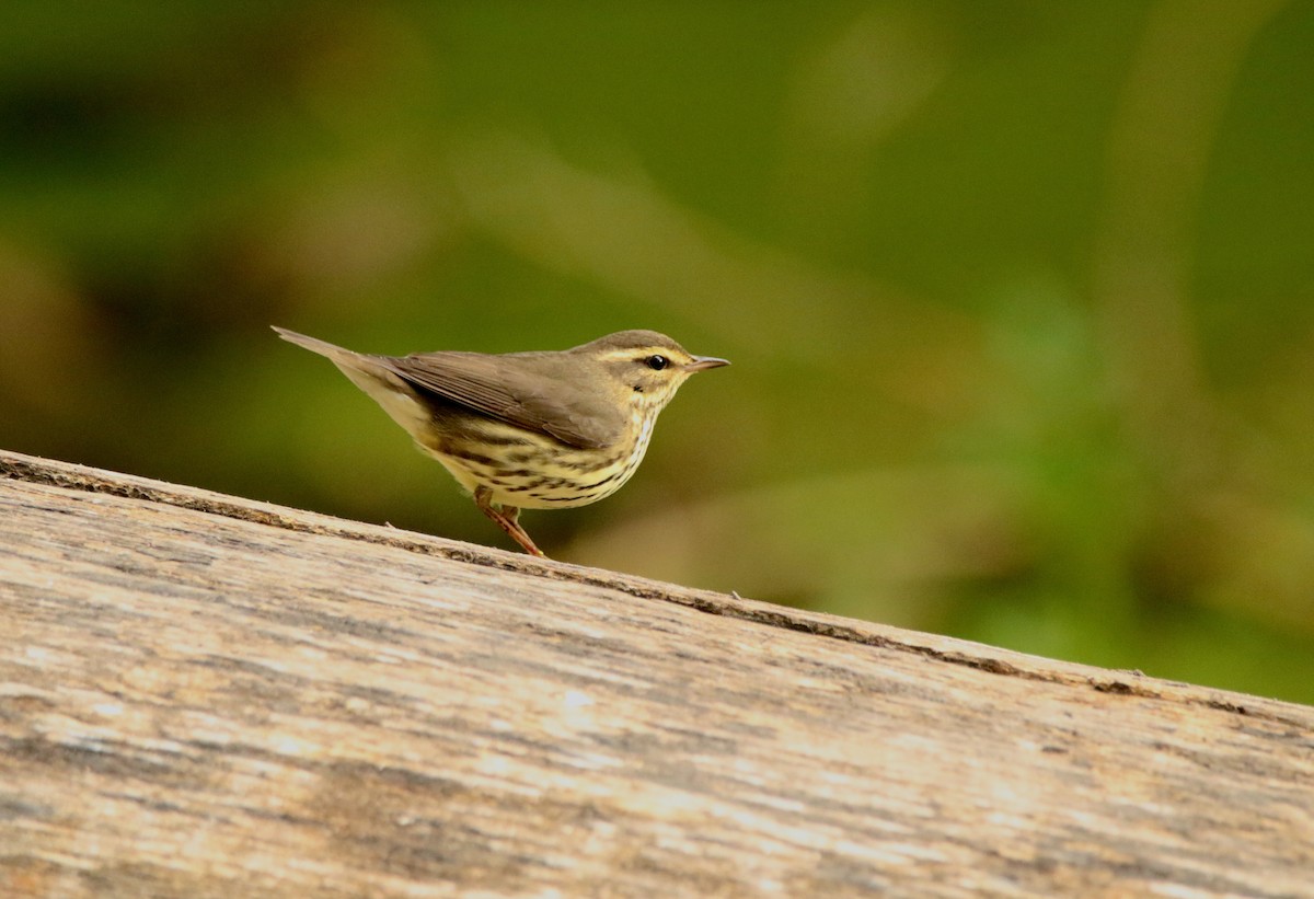 Northern Waterthrush - ML641364149