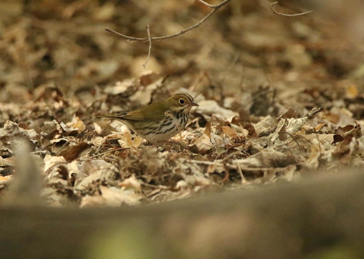 Ovenbird - ML641364167