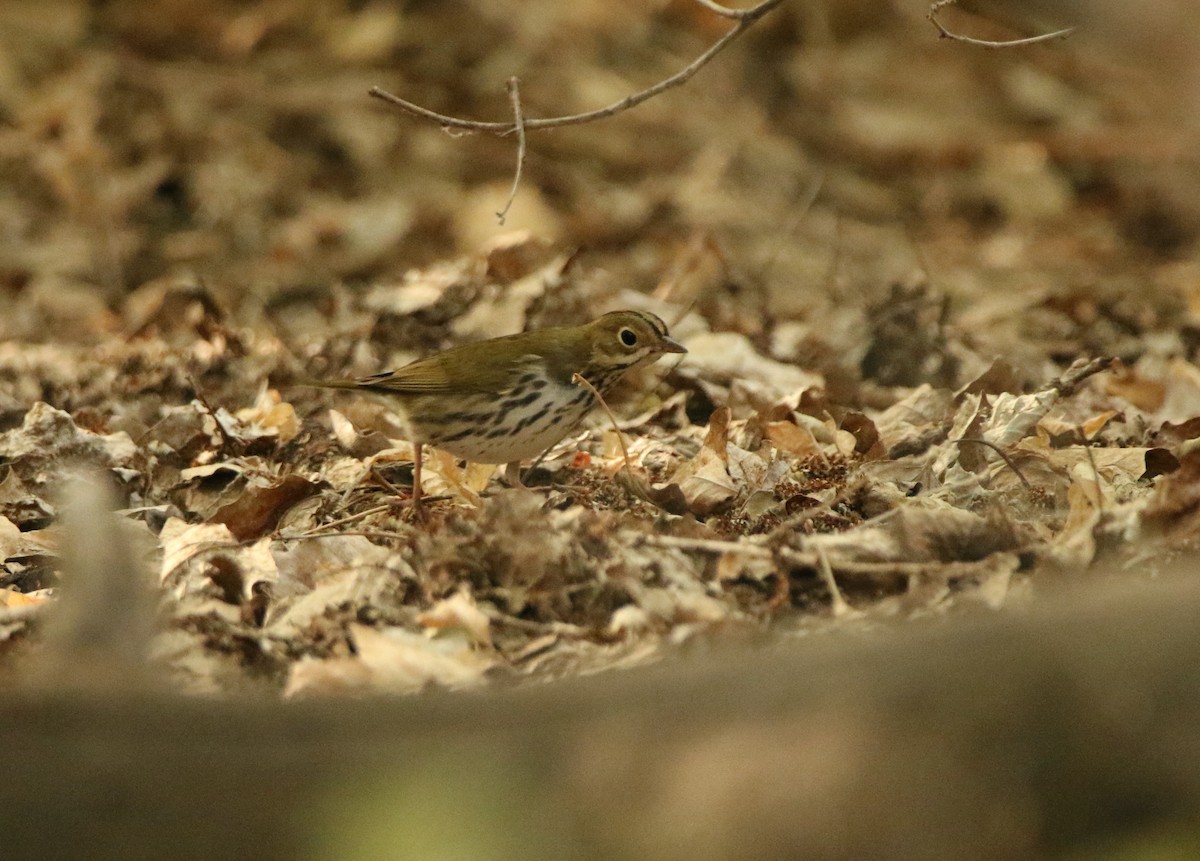 Ovenbird - ML641364168