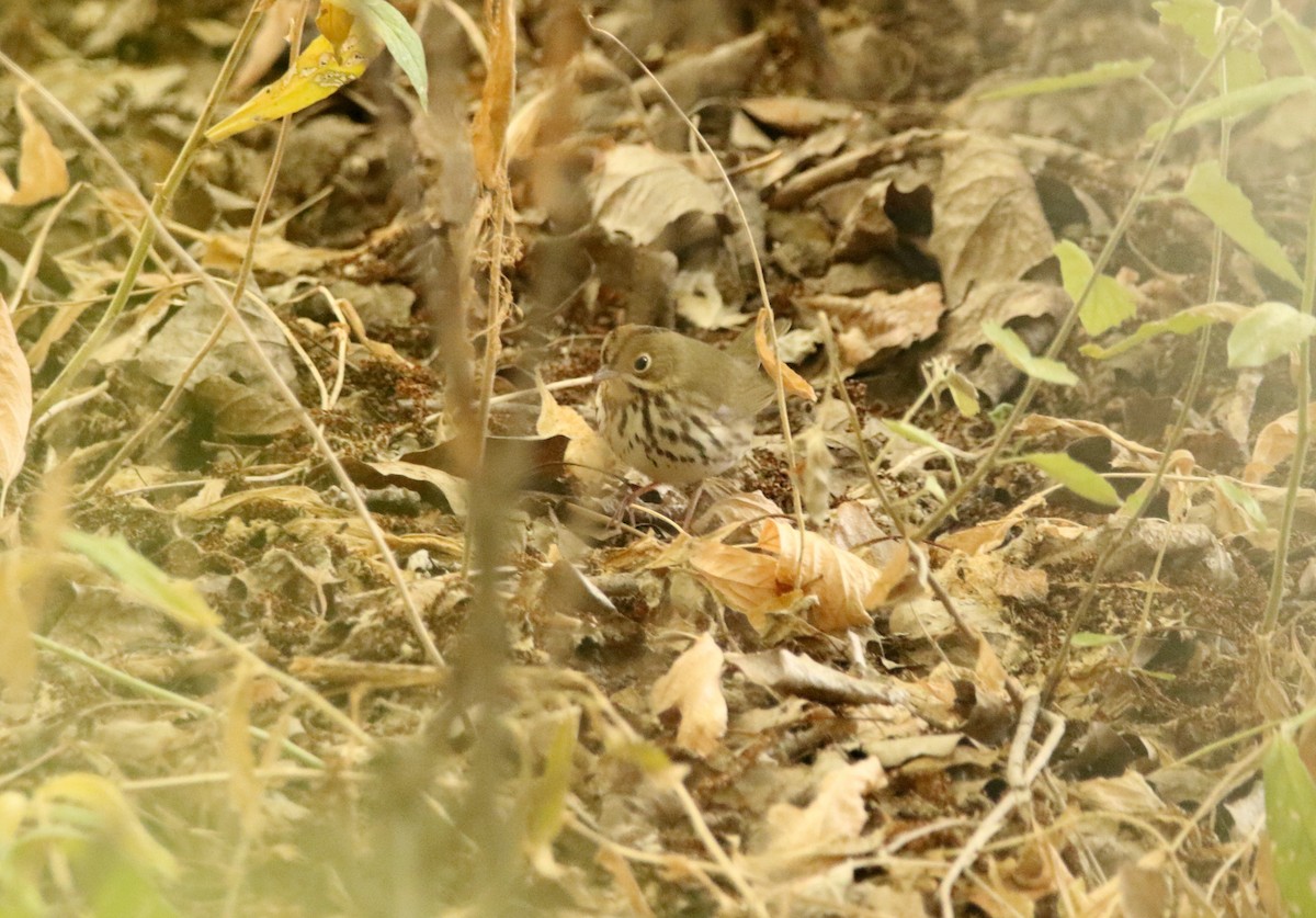 Ovenbird - ML641364169