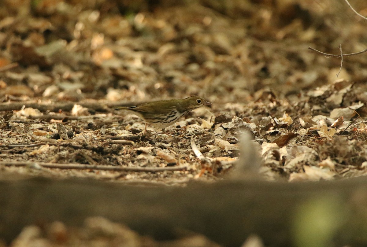 Ovenbird - ML641364170