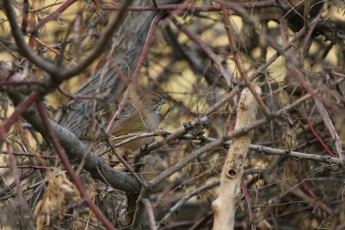 Green-tailed Towhee - ML641364242