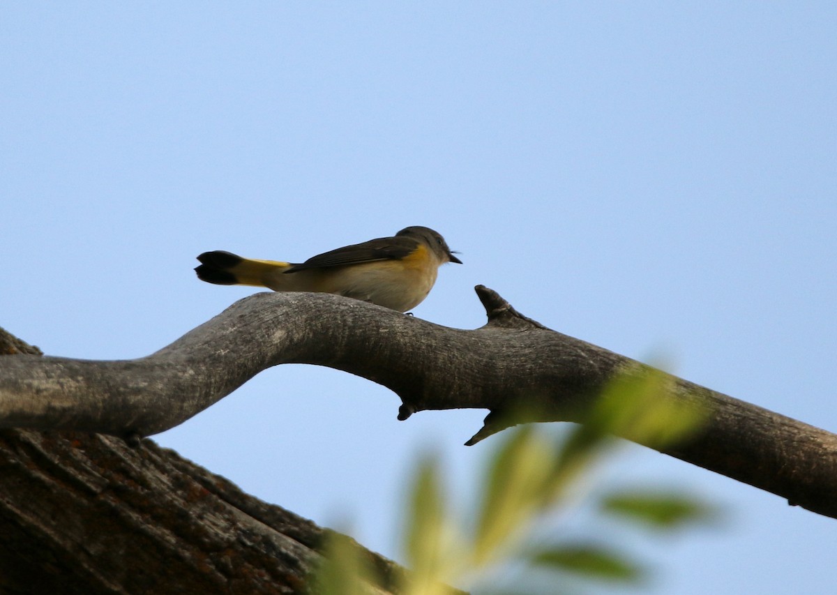 American Redstart - ML641364245