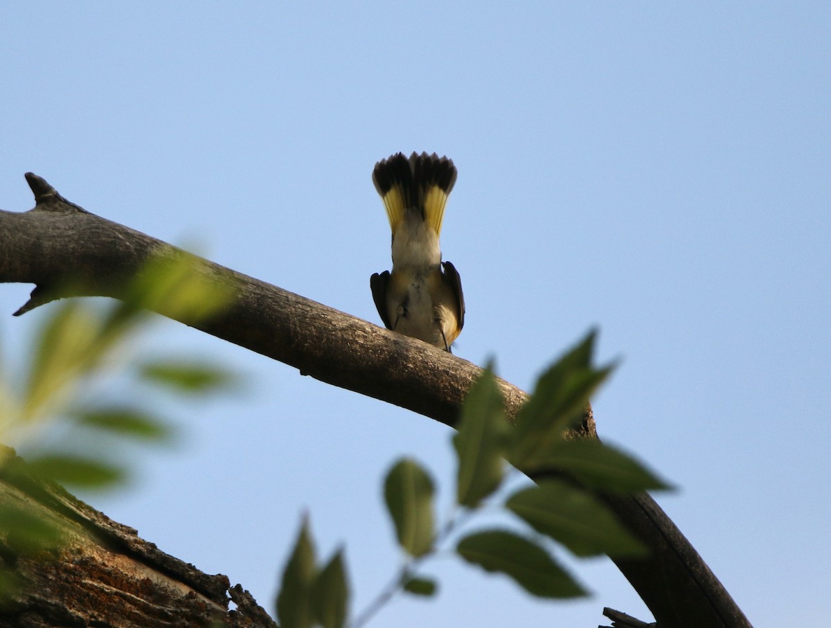 American Redstart - ML641364246