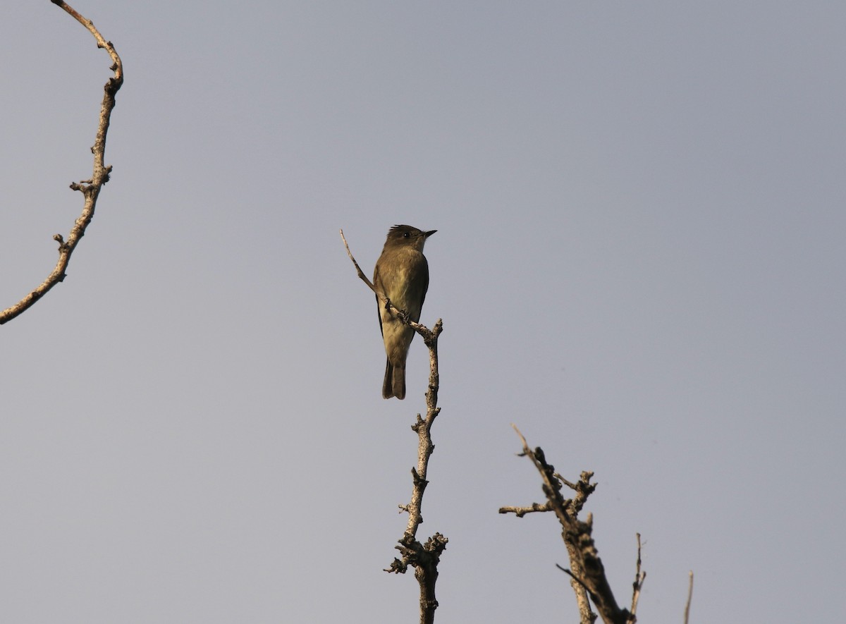 Western Wood-Pewee - ML641364257