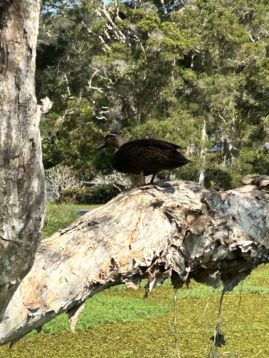 Pacific Black Duck - ML641364299