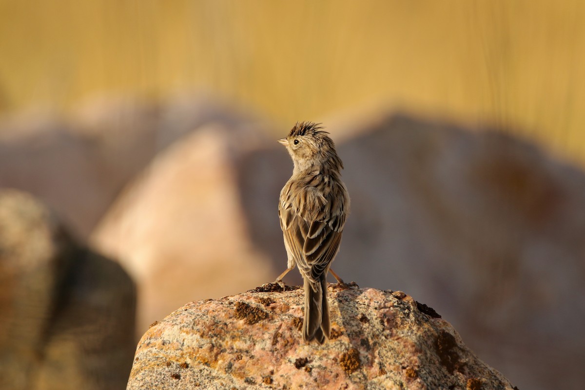 Brewer's Sparrow - ML641364300