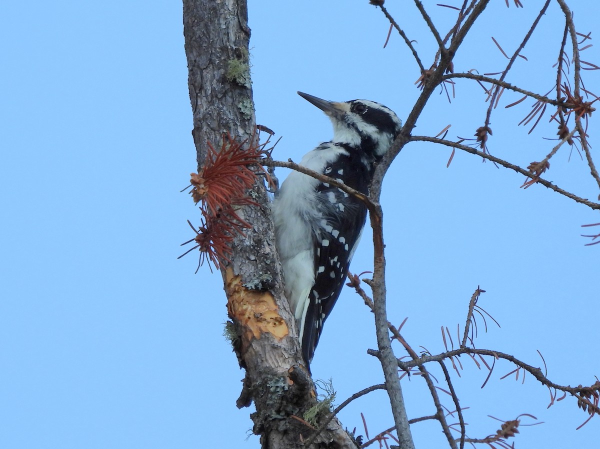 Hairy Woodpecker - ML641364313