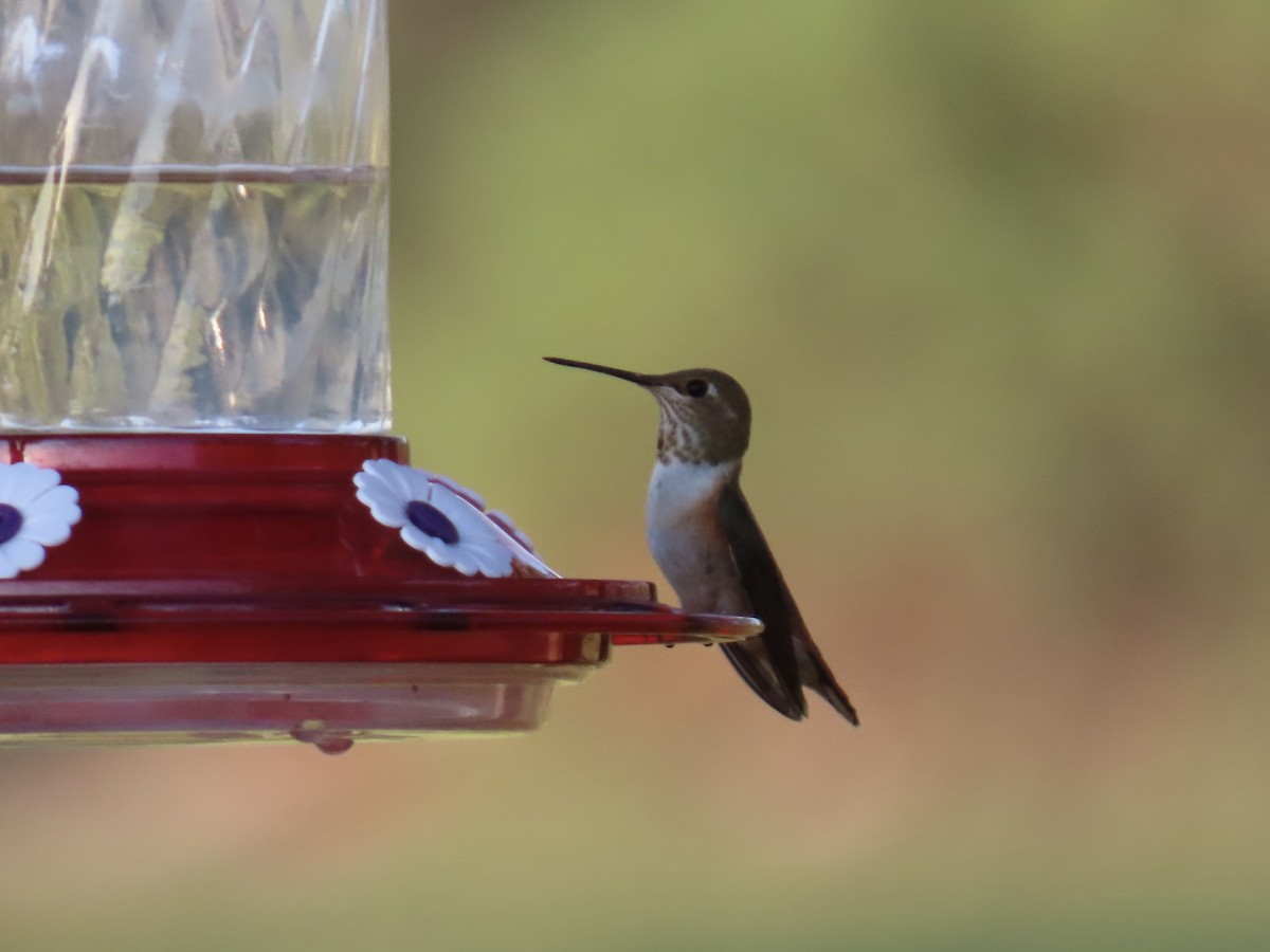 Rufous Hummingbird - ML641364326