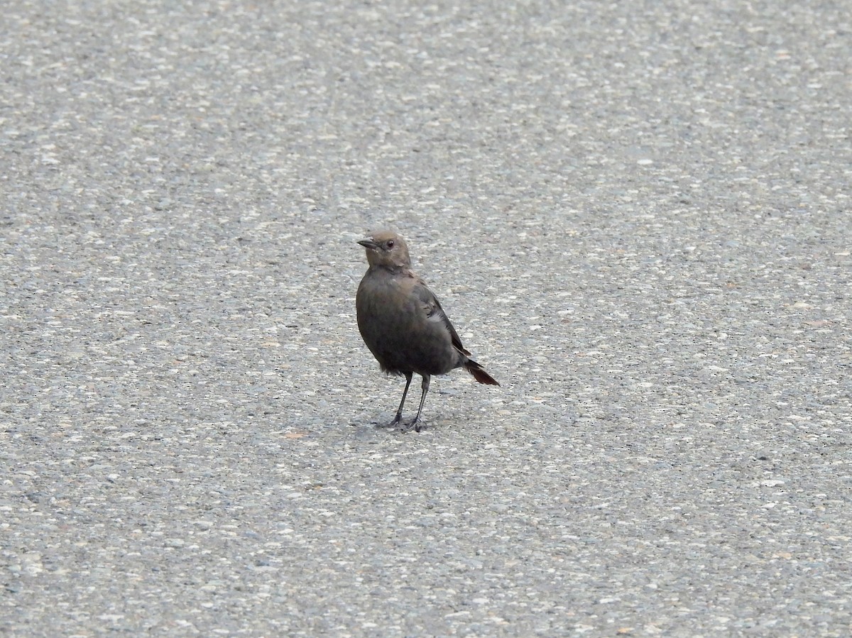 Brewer's Blackbird - ML641364340
