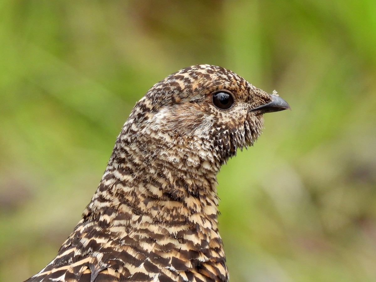 Spruce Grouse - ML641364359