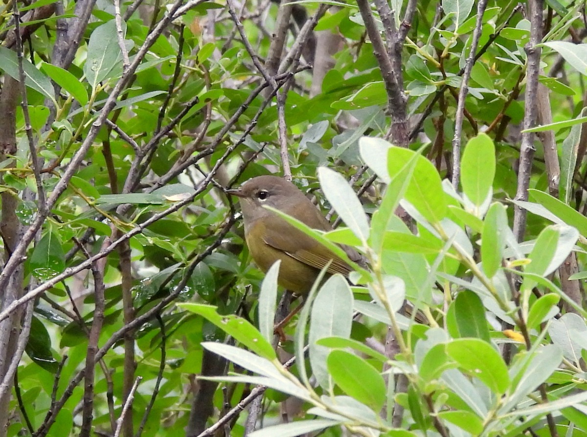 MacGillivray's Warbler - ML641364374