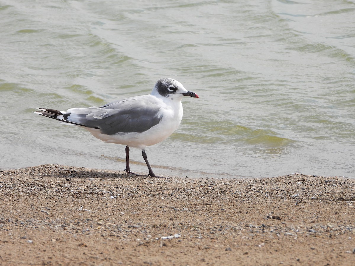 Mouette de Franklin - ML641364392
