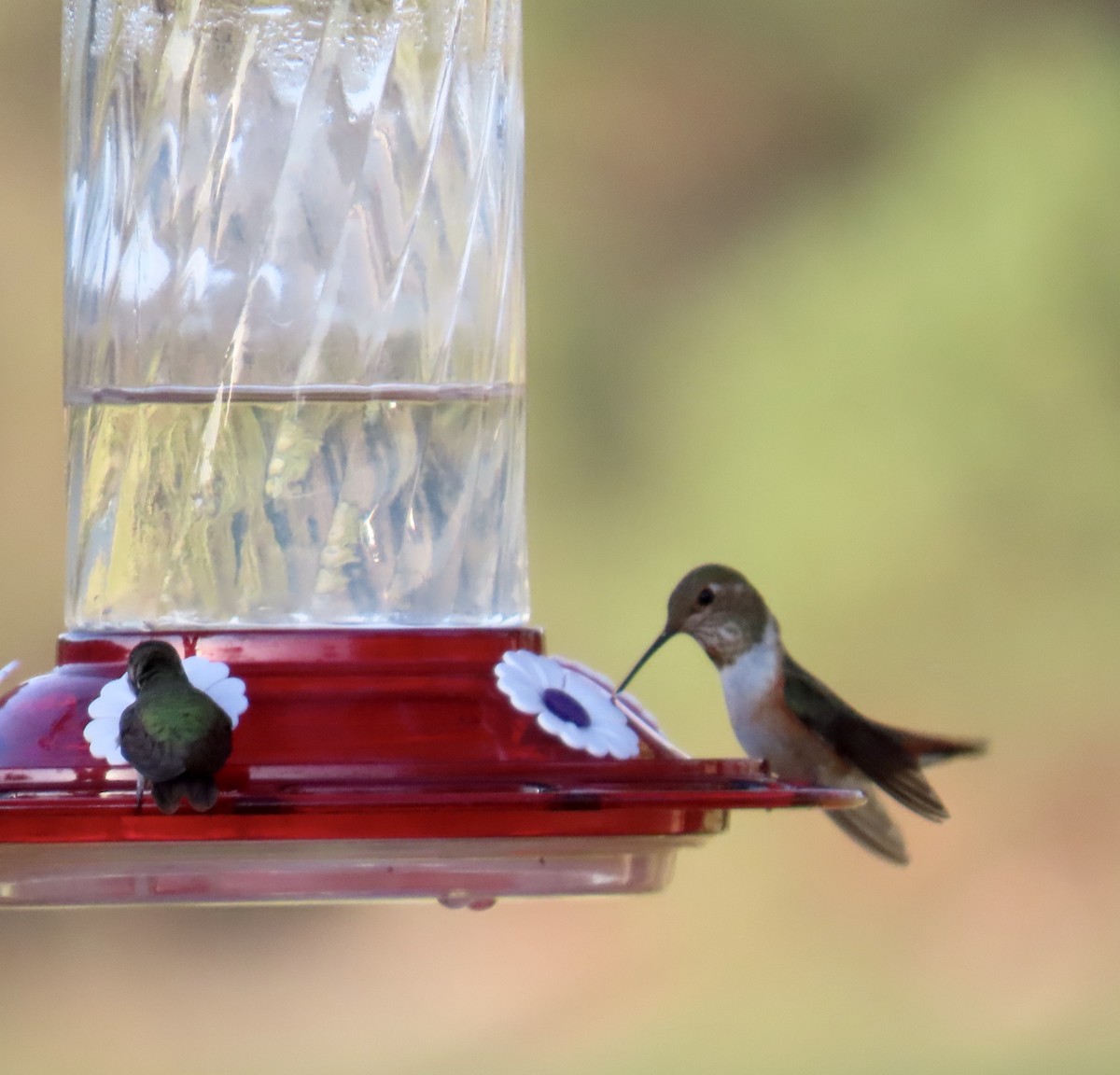 Rufous Hummingbird - ML641364394