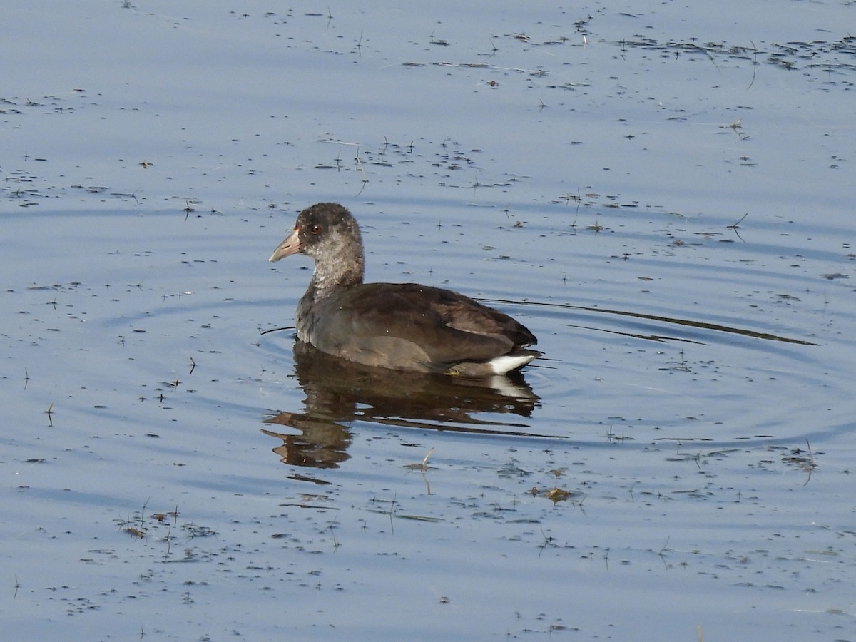 American Coot - ML641364428