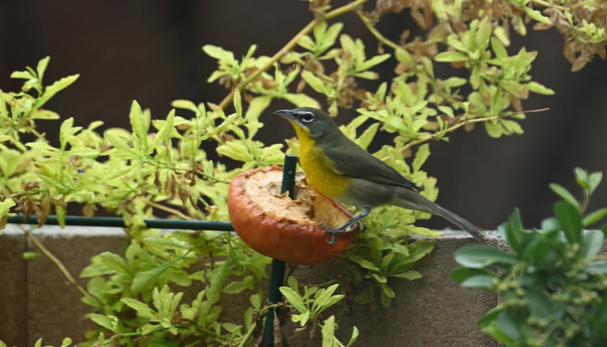 Yellow-breasted Chat - ML641364429