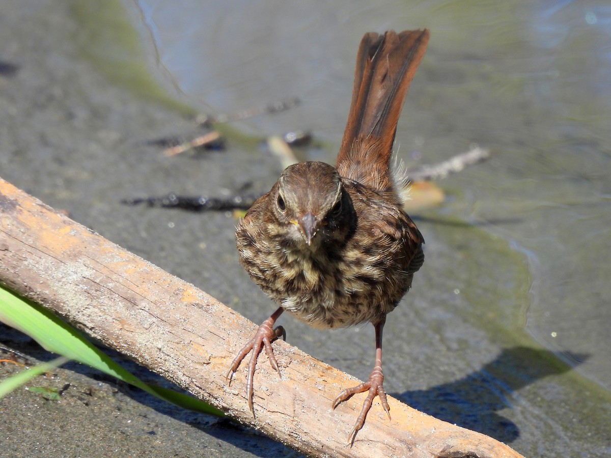 Song Sparrow - ML641364452
