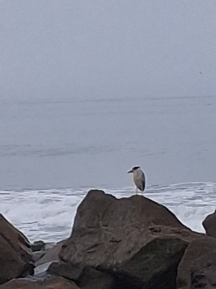 Black-crowned Night Heron - ML641364521