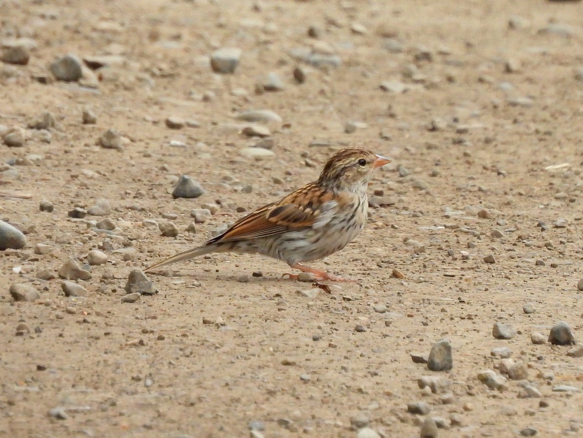 Chipping Sparrow - ML641364527